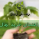 از کجا نهال بخریم؟ راهنمای خرید نهال