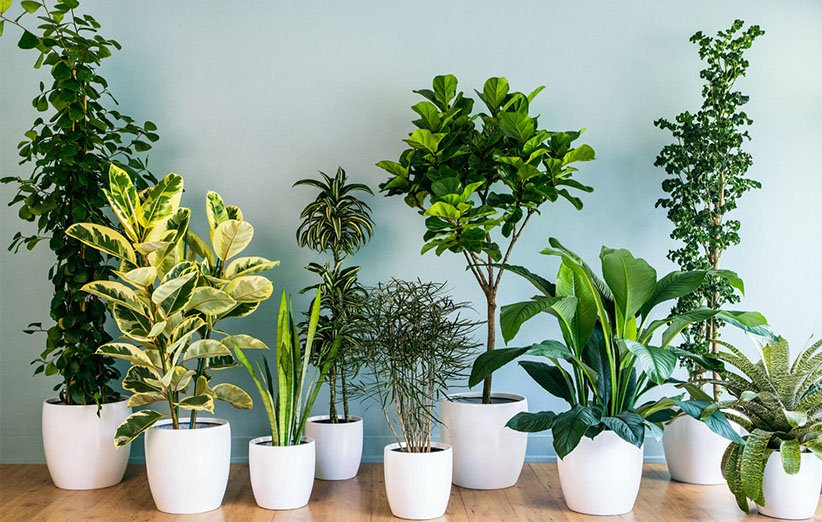 گیاهان آپارتمانی تصفیه‌کننده هوا